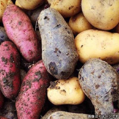 ふるさと納税 糸島市 【福岡県糸島産】 朝採れ野菜セット (12品前後) オーガニックナガミツファーム [AGE023] |  | 03