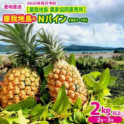 2026年【屋我地島　農家協同直売所】屋我地島のNパイン(N67-10)2kg以上（2～3玉） パイナップル 先行予約 沖縄 名護市 なご 厳選 こだわり 果物 くだもの パイン お取り寄せ トロピカルフルーツ 南国フルーツ フルーツ やんばる トロピカル 南国 N67-10 屋我地島 産地直送