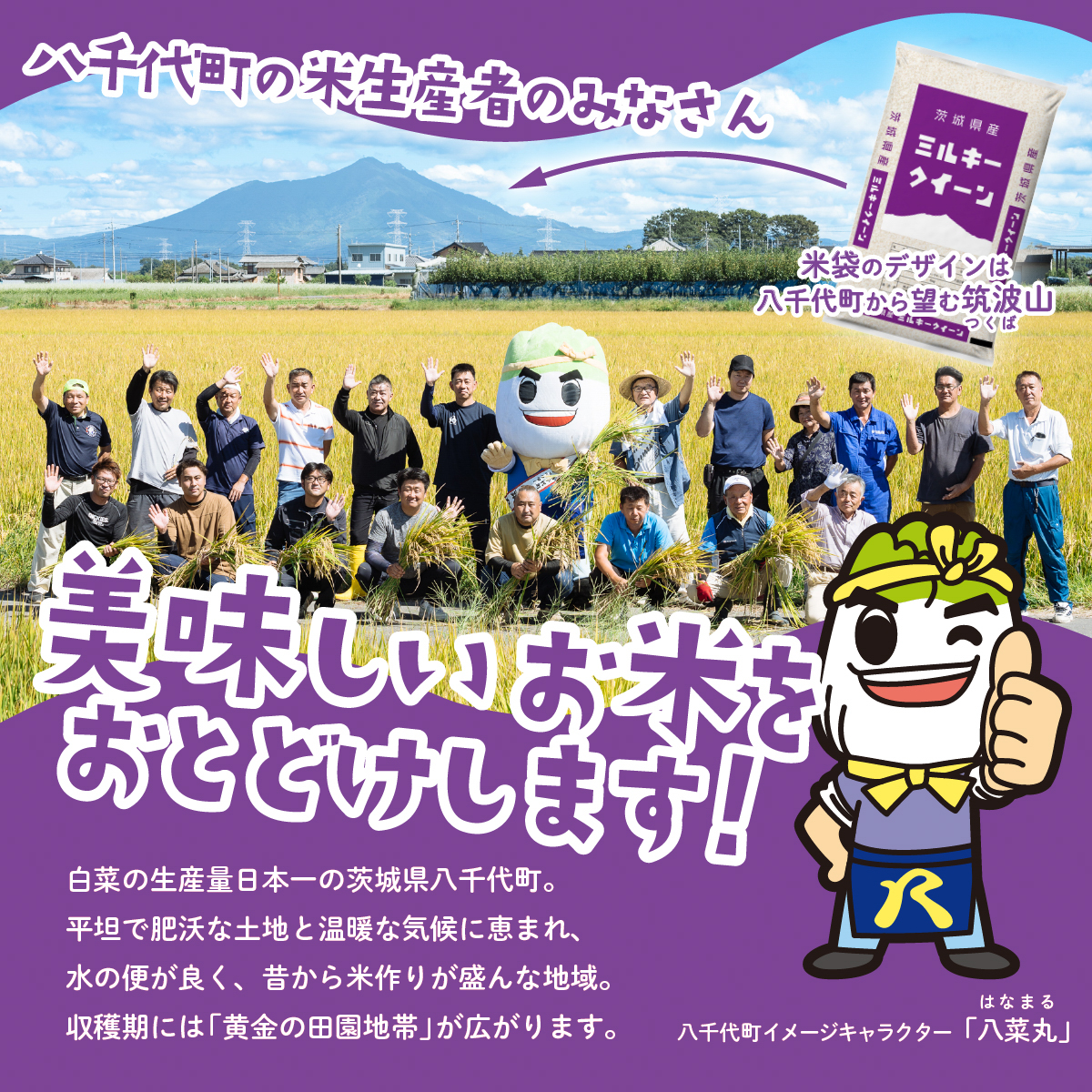 【スピード発送】ミルキークイーン 5kg (5kgx1袋) 令和7年産 茨城県産 ミルキークイーン 白米 精米 茨城県 八千代町 お米 米 [SF579yai]