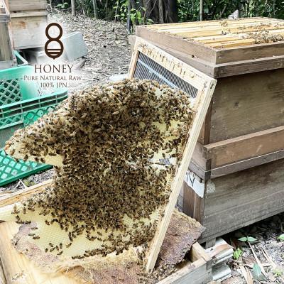 ふるさと納税 羽島市 珠玉の百花(はちみつ)300g×2本 |  | 03
