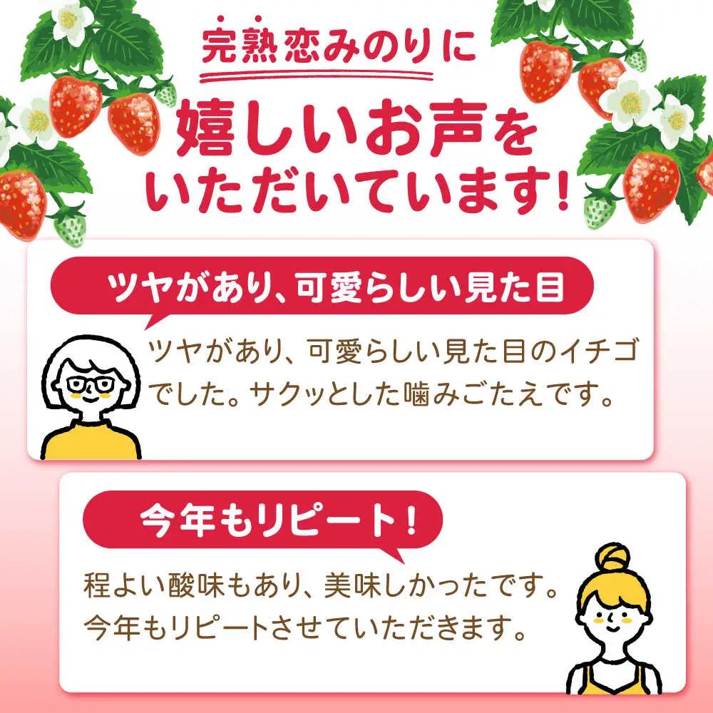 【2027年1月-発送】 250g×4P 恋みのりいちご [SFF001] いちご