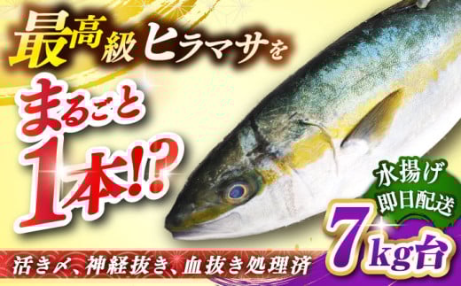 壱岐島産天然ヒラマサ（7キロ台・丸もの） 《壱岐市》【壱岐島　玄海屋】[JBS072] ヒラマサ 魚 刺身 煮物 カルパッチョ お寿司     100000 100000円 10万円