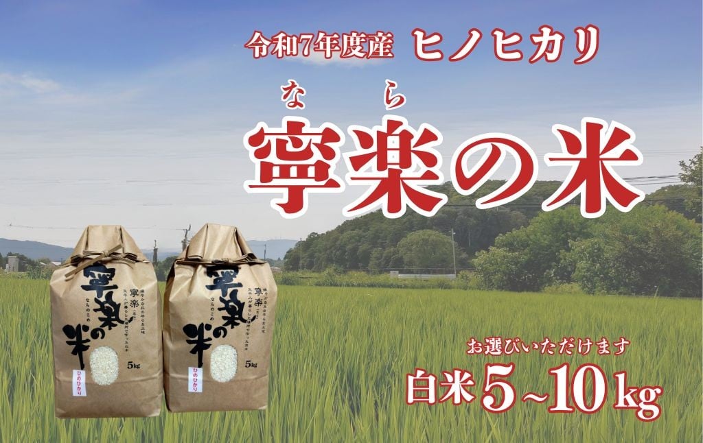
                  令和7年度 ヒノヒカリ 5㎏ or 10kg 白米 お米 寧楽の米 ひのひかり 数量限定 米 ご飯 ごはん 米 おにぎり 国産 農家直送 とも農園 奈良県 奈良市
                