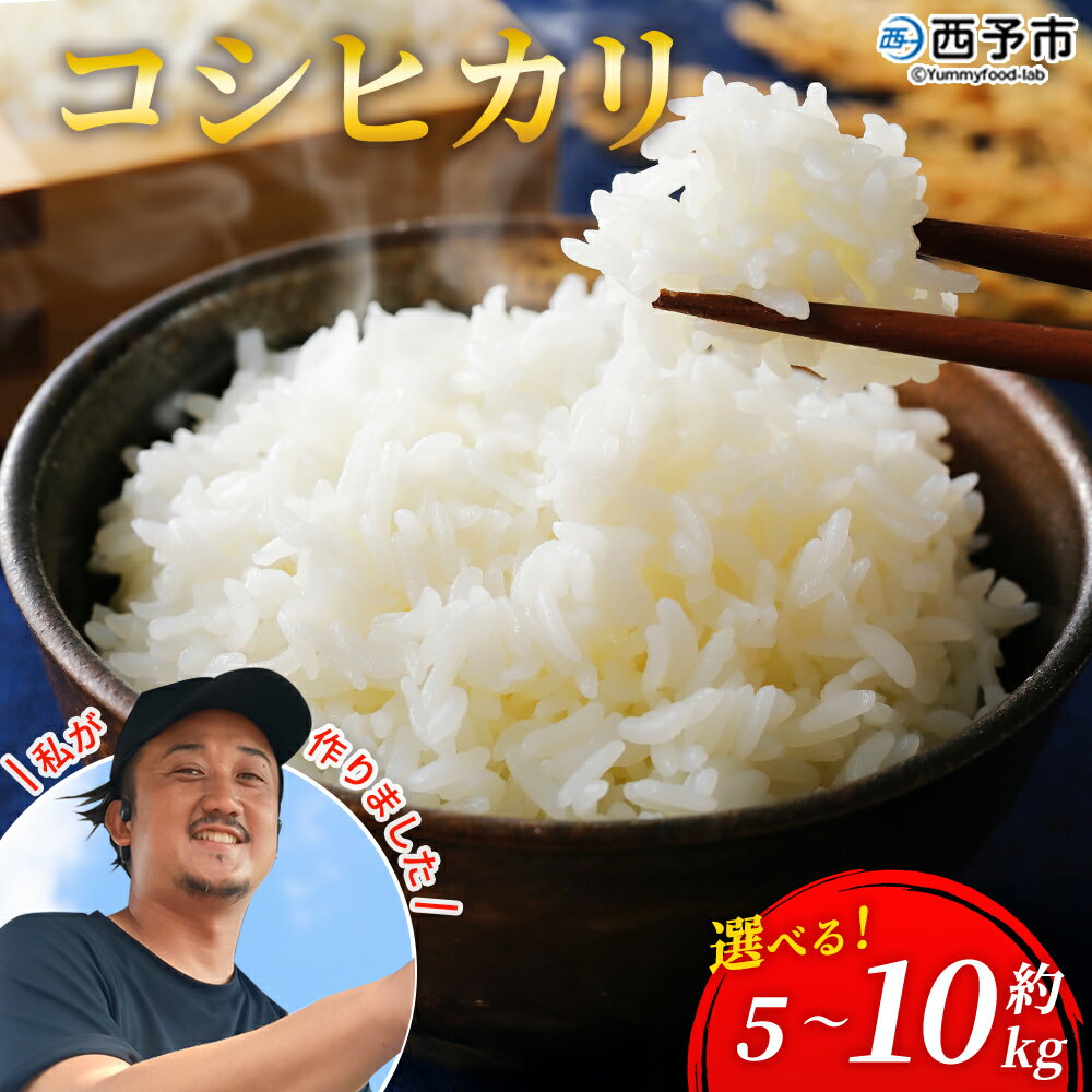 【ふるさと納税】新米＜令和7年産 愛媛県西予市産 コシヒカリ 5kg / 10kg＞ 選べる 5キロ 10キロ こしひかり 国産 宇和米 お米 コメ ライス こめ ごはん 白米 精米 米 西予応援米 愛媛県産 宇和町産 KAZUファーム 愛媛県 西予市【常温】『2025年10月～12月に順次発送予定』