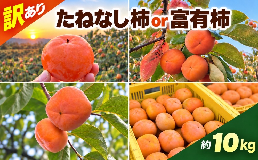 
                  【選べる内容】 訳あり たねなし 柿 約10kg ( 32個 ～ 42個 ) or 訳あり 富有柿 約10kg ( 42個 ～ 48個 ) | 柿 種無し たねなし 柿 フルーツ 果物 くだもの カキ かき 農家直送 家庭用 フードロス 秋の味覚 旬 大小混合 奈良県 五條市 名産地
                