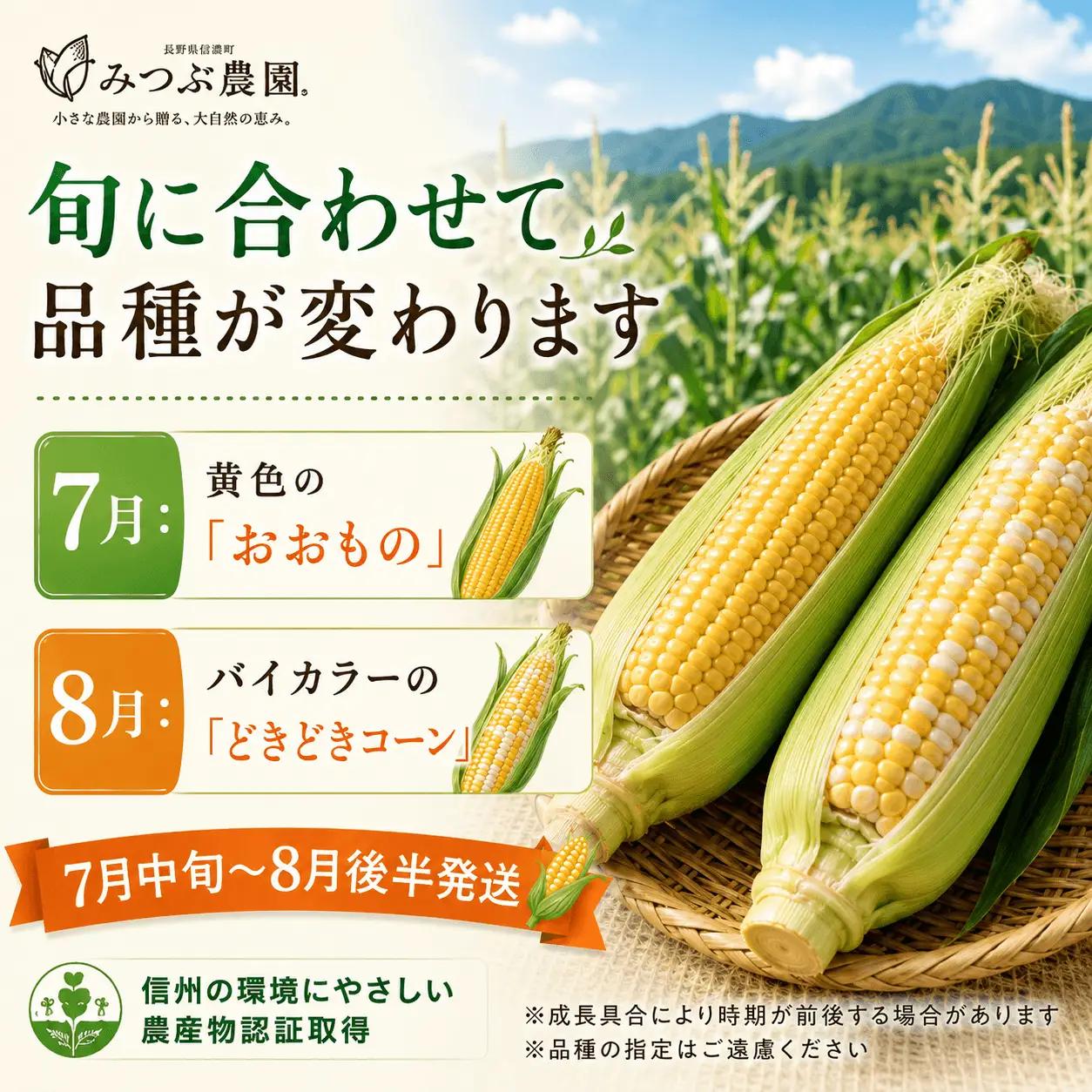 朝採れ極甘とうもろこし5本セット みつぶ農園【長野県信濃町・数量限定】