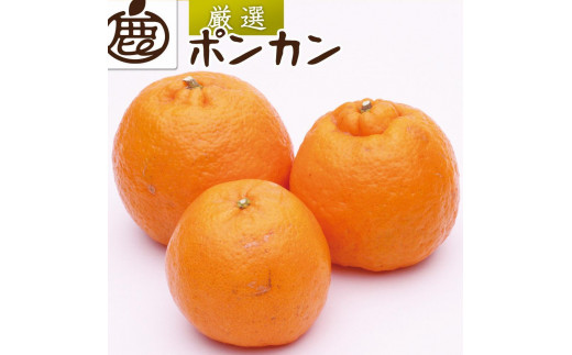 
                  ［先行予約］厳選 ポンカン5kg+250g（傷み補償分）［IKE21］
                