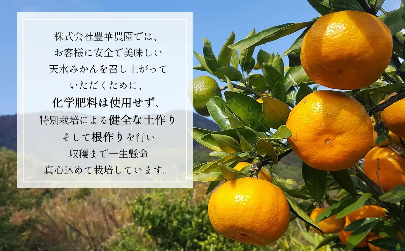 ≪家庭用≫こだわりみかん 10kg |  豊華の夢ロード