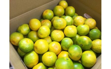 紀州和歌山有田産ゆら早生みかん　5kg【2024年発送】【UT34】