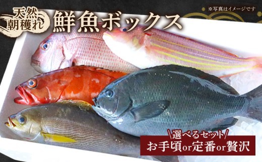 
                  冷蔵 鮮魚 詰め合わせ 高知産 朝穫れ 鯛 グレ ハマチ 白甘鯛 カツオ カンパチ マグロ アジ メジナ イサキ スズキ サバ シイラ 鮮魚ボックス プラン 選べる 特産 お手頃 定番 贅沢 海産 海鮮 刺身 四国 高知県 宿毛 与力水産
                