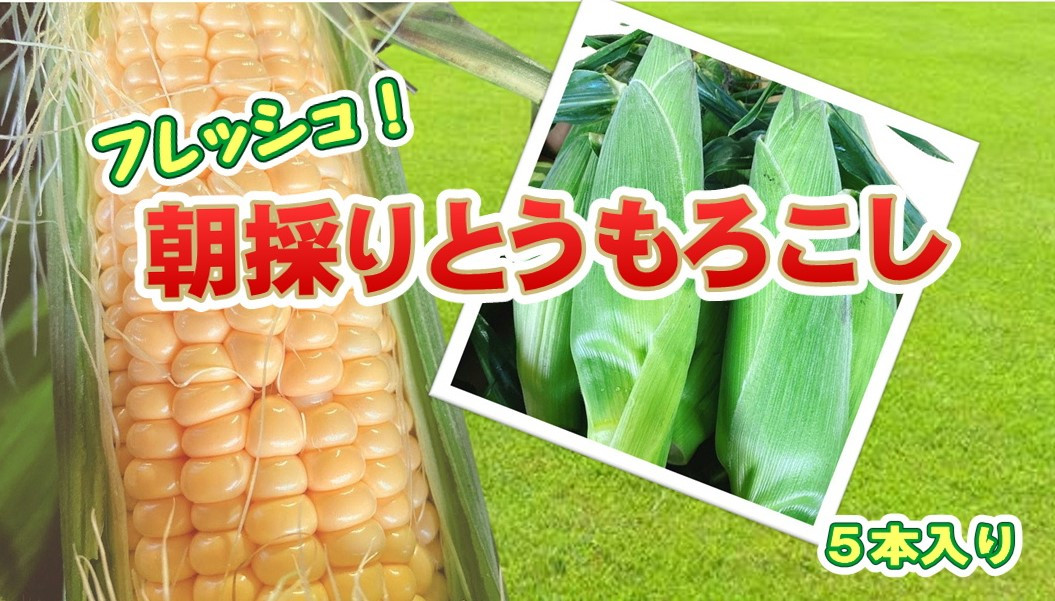 
            【予約受付 2025年7月中旬頃～発送開始予定】北上産のとうもろこし ５本
          