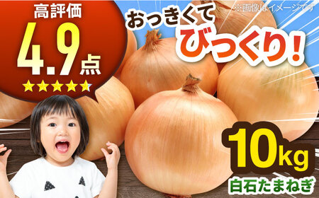 白石産たまねぎ 10kg / たまねぎ 玉ねぎ [IAK011]