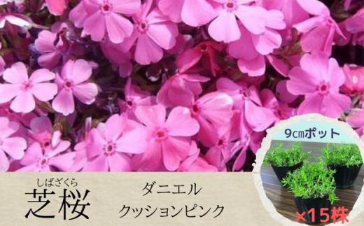 芝桜 3号ポット × 15株 入り［ ダニエルクッションピンク ］花苗 グランドカバー シバザクラ おおえどポカポカファーム