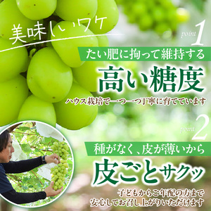 テレビで紹介されました！【先行予約】【令和8年発送】農家直送！ 新鮮！ 朝づみ シャインマスカット 1kg (2～3房) フルーツ 果物 贈答 大分県産 採れたて_2537R-1