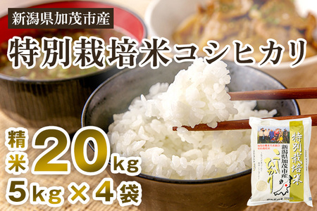 【令和7年産新米先行予約】新潟県加茂市産 特別栽培米コシヒカリ 精米20kg（5kg×4）《10月中旬から順次出荷》
