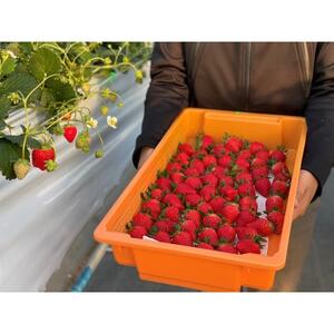 【産直】完熟よつぼし『四重奏』 愛知県みよし市 4パック(約1kg)【配送不可地域:離島・北海道・沖縄県】【1369815】