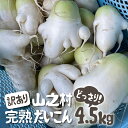 【ふるさと納税】満天☆青空レストラン 2/15放送 令和7年産 訳あり 飛騨 山之村 清水さんちの「寒熟だいこん」大根 4.5kg 野菜 やさい だいこん わけあり 不揃い 清水農園［Q1816］10000円 1万円