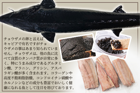 【宮崎県 椎葉産】キャビアフィッシュフィレ 1尾【800g～1.2Kg】［宮崎 椎葉 国産 ちょうざめ チョウザメ きゃびあ キャビア クリーミー お酒 魚介 珍味 加工品 冷凍 高級 贅沢 食べ物 