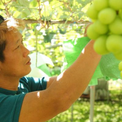 ふるさと納税 中野市 【発送月固定定期便】JA中野市訳ありの【桃】川中島白桃2.1kgとシャインマスカット1.3kg全2回 |  | 03