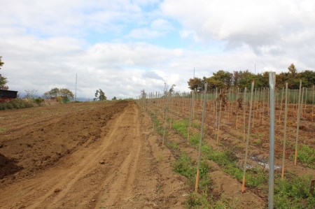 茅ヶ岳高原　粘りと味が抜群の長芋　10㎏箱 長芋 長いも 10kg 約6～10本 ながいも 山芋 野菜 とろろ 磯辺揚げ 粘り 期間限定 明野町 茅ヶ岳高原 山梨県 北杜市