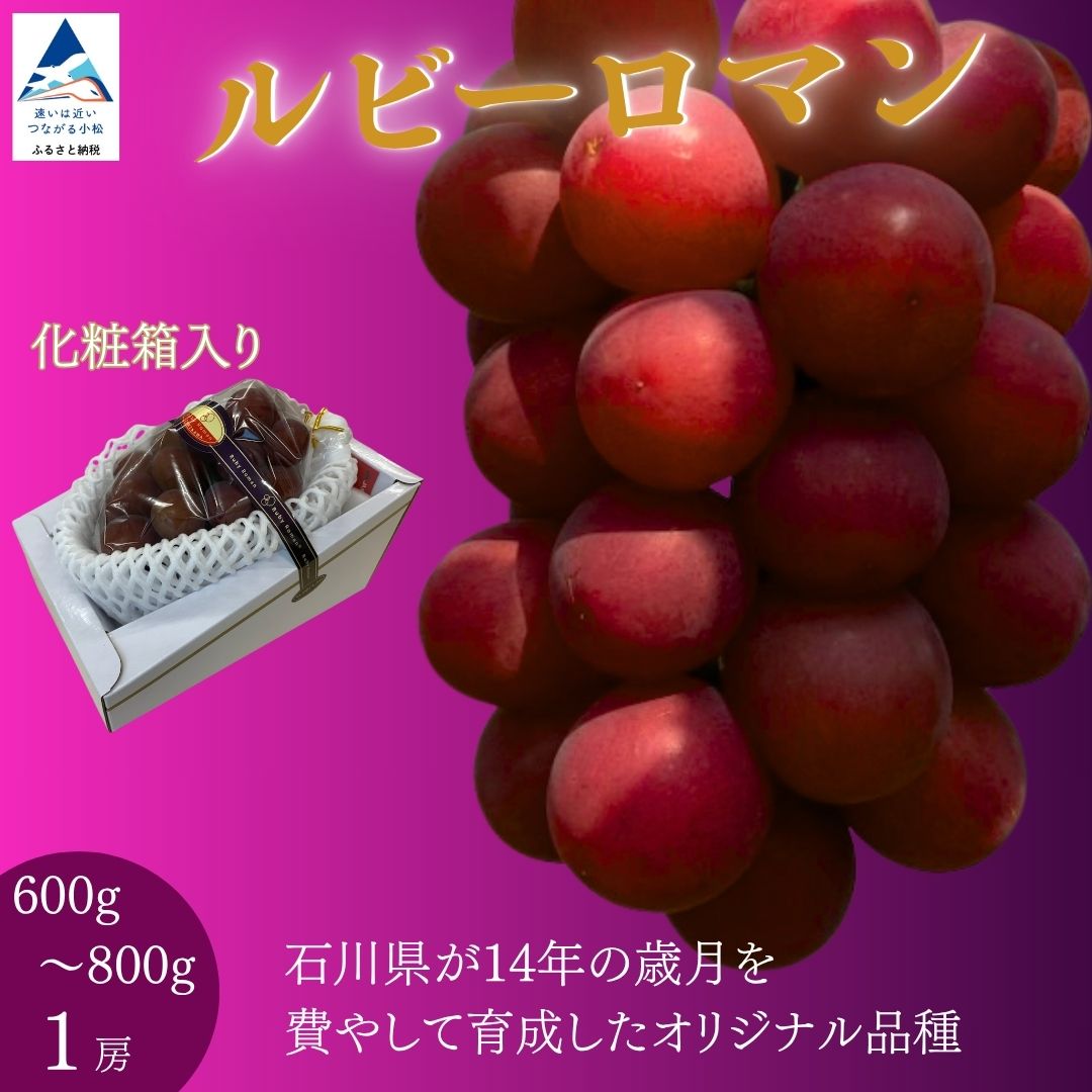 【ふるさと納税】 ルビーロマン ぶどう 1房 600g～800g 贈答品 化粧箱入り 石川県 小松市【JA小松市】