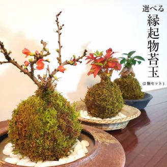 天然苔専門店 弥栄苔 選べる縁起物苔玉（２個セット） 観葉植物 こけ玉 長寿梅 南天 ガジュマル 盆栽 苔盆栽 天然 ハイゴケ 敬老の日 【155_1315】