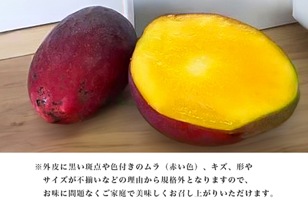 【2024年発送】訳あり！沖縄県糸満産　かねよしマンゴーのアーウィンマンゴー1.5kg