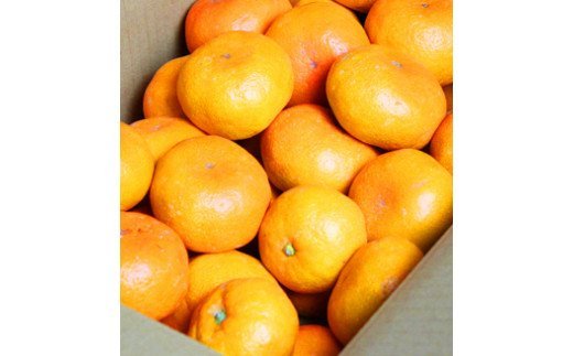 【先行予約受付 有田ミカン】紀州有田産　濃厚完熟温州みかん　3kg（ＭサイズまたはＳサイズ）※2026年11月下旬～2027年1月下旬頃に順次発送予定(お届け日指定不可) みかん 柑橘類【uot713