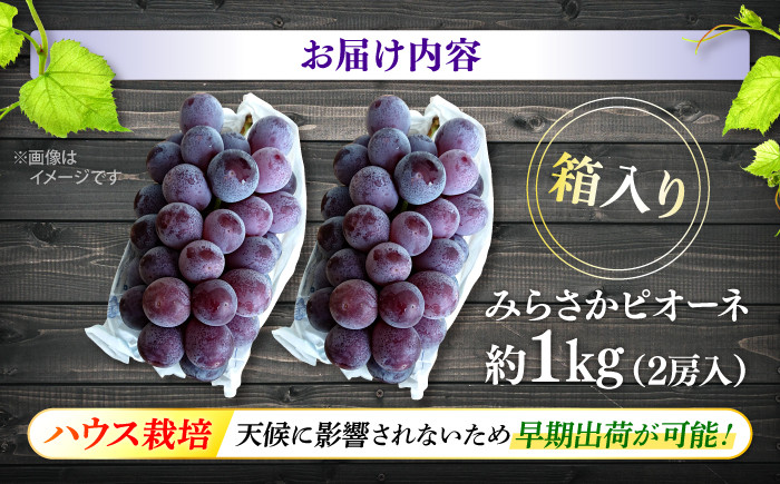 ぶどう ピオーネ 葡萄 ブドウ フルーツ 贈答 ピオーネ ギフト 特産品 産地直送 取り寄せ お取り寄せ 送料無料 広島 三次