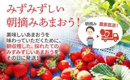 ジャム用あまおう2kg ※2024年2月中旬～5月10日頃にかけて順次出荷予定 BD07