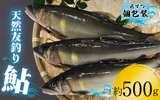 18-16 天然友釣り鮎　約500ｇ