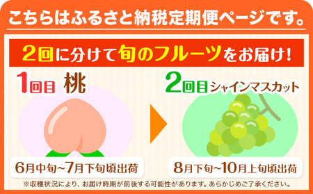 【2回定期便】【贈答用/熨斗非対応】秀品 和歌山の桃 約2kg (6玉~8玉) 大粒 シャインマスカット 約1.2kg (約600g×2房) m&n果実園 《2025年6月中旬-10月下旬頃出荷》和歌