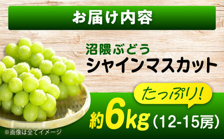 数量限定/9月上旬〜9月下旬頃発送 沼隈ぶどう「シャインマスカット」 約2kg×3(12から15房) 広島県福山市/福山市農業協同組合　沼隈グリーンセンター ぶどう ブドウ 葡萄 種なし 大粒 マスカ