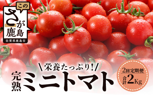 
            【2回定期便】【2026年1月から出荷】完熟ミニトマト Ricotomato 1kg 合計2kg 月1回 年2回発送 野菜 とまと トマト 佐賀産 佐賀県 鹿島市 送料無料  旬 D-93
          