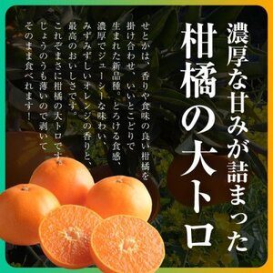 三代目の柑橘の大トロ【せとか】2kg【C31-49】【配送不可地域：離島】【1613130】