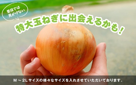 海月館 自社農場栽培！淡路島産 玉ねぎ 10kg