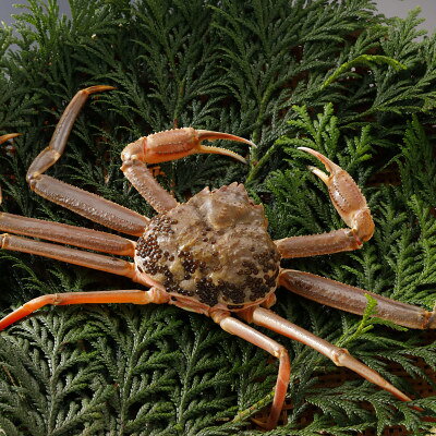 【ふるさと納税】【先行予約】鳥取県産 訳あり 活 松葉がに 900g×3杯(中村商店)2026年1月末より順次発送【配送不可地域：離島・北海道・沖縄県・東北・信越、北陸】【1692915】