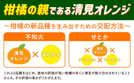 【ご家庭用】 清見オレンジ 約5kg オレンジ