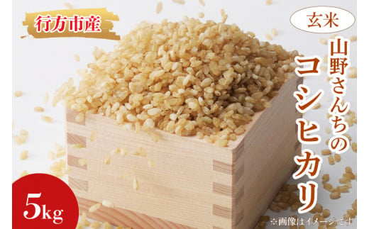 ★令和8年度 新米★山野さんちのコシヒカリ 5kg(玄米)｜米 お米 こめ こしひかり コシヒカリ 令和8年産 R8年産 新米 玄米 茨城県 行方市(BR-6-2)