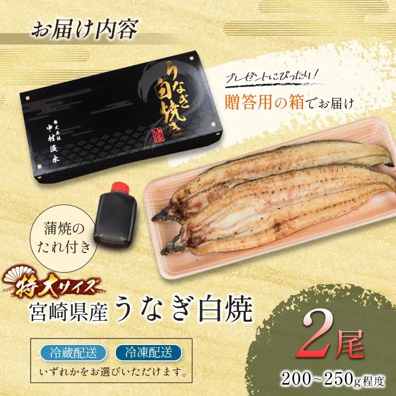 【2週間以内発送】［玄人の一品］うなぎ白焼き 特大2尾（200～250g程度/1尾）計400g以上 宮崎県産鰻 化粧箱入り 蒲焼タレ付（50ml×1本）【C428】