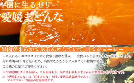 先行予約 紅まどんなと同品種！＜愛媛県西予市産 越冬熟成 愛媛まどんな ご家庭用 約2kg＞ 訳あり みかん 蜜柑 ミカン 柑橘 果物 フルーツ 愛媛果試第28号 期間限定 マドンナ 愛媛マドンナ 宇