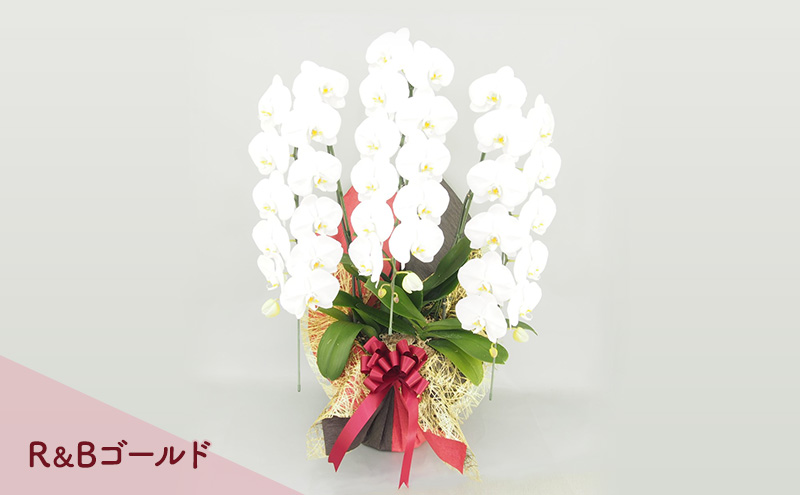 【こだわり豪華ラッピング】赤平長持ち胡蝶蘭白花大輪3本立て (36輪以上) R＆Bゴールド 胡蝶蘭 花 ギフト プレゼント お祝い 贈り物  インテリア 植物