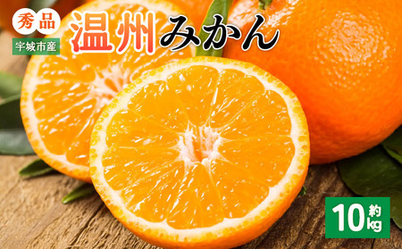 先行予約 みかん 秀品 10kg【2026年10月上旬～2027年1月下旬までに発送予定】柑橘 フルーツ 果物 くだもの 贈答用 ギフト