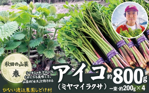 アイコ（ミヤマイラクサ） 約800g 秋田の山菜 120P3202 /  東北 秋田 大館 山菜 山 自然 春の山菜 おひたし 酢味噌和え アイコ ミヤマイラクサ エラ