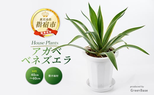 
            2025年6月中旬～発送【観葉植物】アガベ・ベネズエラ40cm～60cm(Green Base/015-1358) 南国鹿児島県で育った 観葉植物！植物 鉢付 インテリア 室内 オフィス おしゃれ プレゼント ギフト 開店祝い 移転祝い マイナスイオン【配送不可地域：北海道・沖縄県・離島】
          