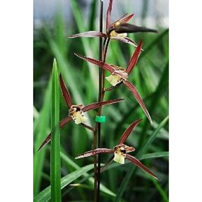 【ふるさと納税】 寒蘭 かんらん 蘭 ラン 花 観葉植物 鉢植え 贈り物 プレゼント ギフト 園芸 栽培 趣味 インテリア 高級 希少 冬咲き 耐寒性 寒さに強い 日本原産 東洋蘭 蘭類 洋ラン 洋蘭 ガーデニング 寒蘭 ギフト 寒蘭鉢植え 牧之原市 静岡県