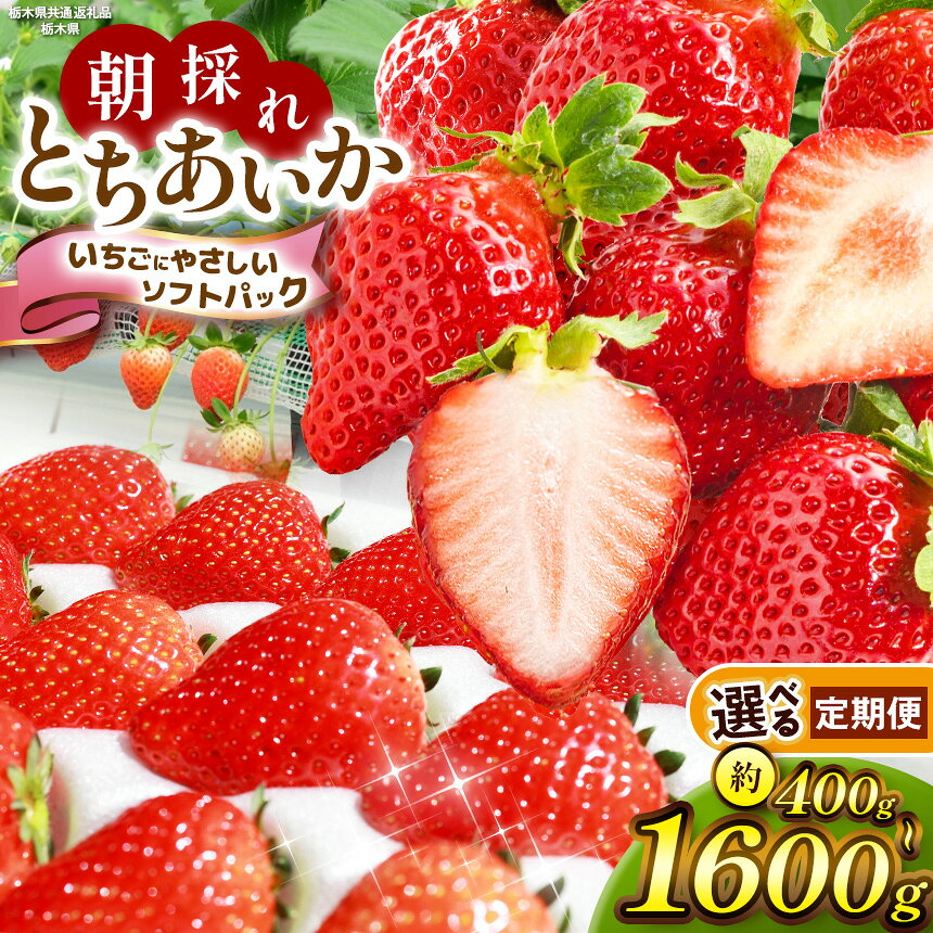【ふるさと納税】 いちご 限定 定期便 訳あり 選べる 栃木県共通返礼品 イチゴ 苺 とちあいか 不揃い たっぷり 安い お買い得 | いちご 朝採れ 大粒 新鮮 甘い 美味しい 果物 デザート 果物 野菜 栃木県 那珂川町 送料無料