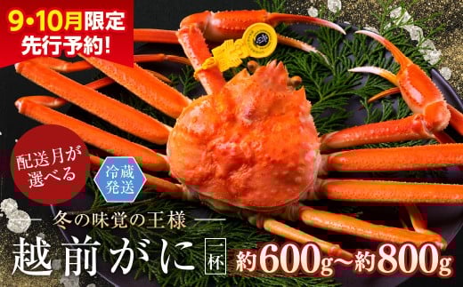 【年内発送・指定日着可】【先行予約 9月10月限定】越前がに（オス）「ずわいがに」中サイズ（600g～800g） 1杯
