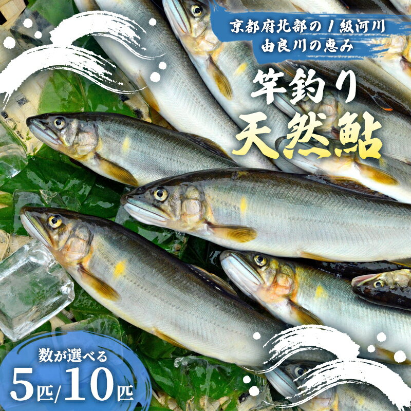 【ふるさと納税】【2025年夏発送】天然鮎 竿釣り 5匹/10匹 （17～23cm） 【 冷蔵 由良川の竿釣り 由良川漁協 あゆ 鮎 新鮮 魚 さかな 直送 綾部 京都 魚介 川魚 塩焼き 生あゆ 】