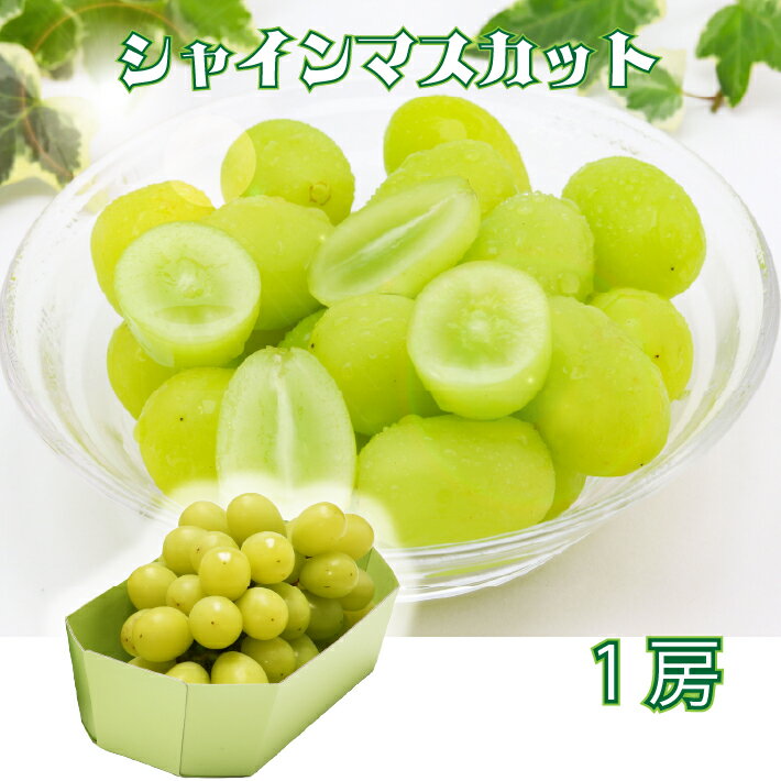 【ふるさと納税】【R8.9月中旬より順次発送】庄内町産 斎藤禎さんのシャインマスカット 1房（入金期限：2026.8.31）先行受付 国産 シャインマスカット マスカット 果物 くだもの フルーツ ぶどう 葡萄 種無し 種なし 山形 産地直送 ふるさと納税